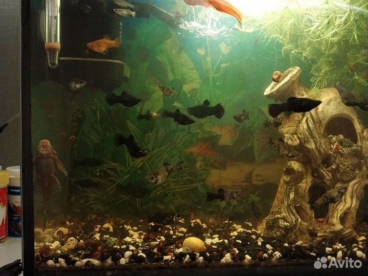 Аквариумные рыбки гуппи меченосцы молинезии