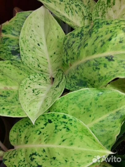 Аглаонема лак саб