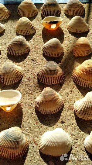 Морские ракушки