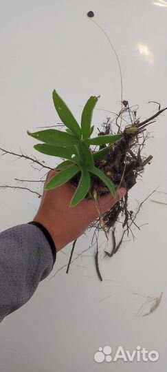 Лапчатка дикорос