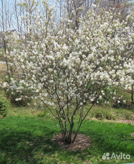 Ирга, Золотистая смородина, Облепиха- саженцы