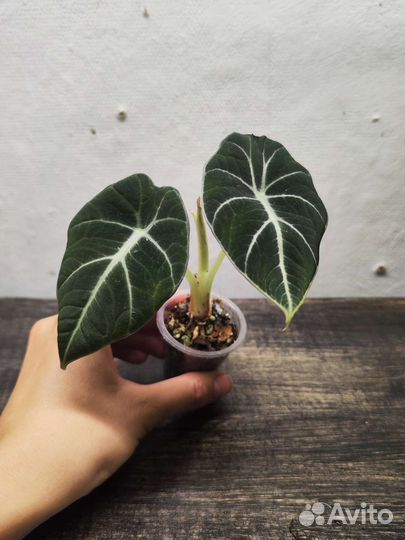 Алоказия : Сильвер Драгон, Блэк Вельвет, Зебрина