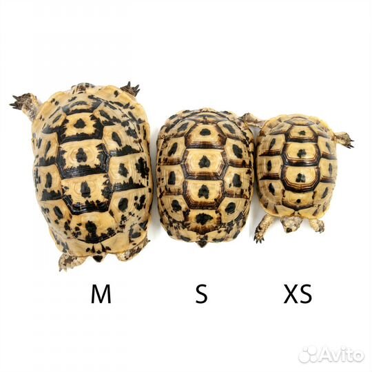 Tortoise Черепаха из Египта