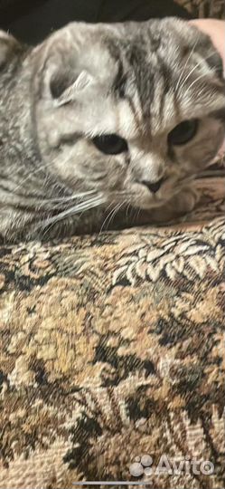 Вислоухая кошка