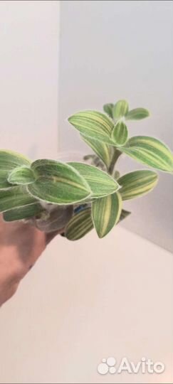 Традесканции,каллизии,солейролия