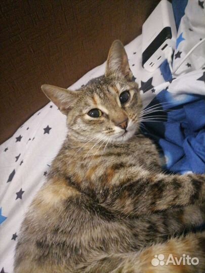 Кошка в добрые руки