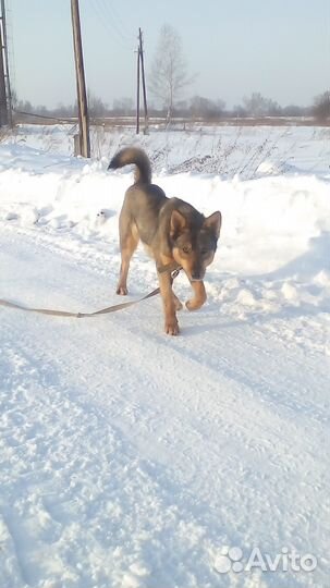 Патрик рыжее солнышко