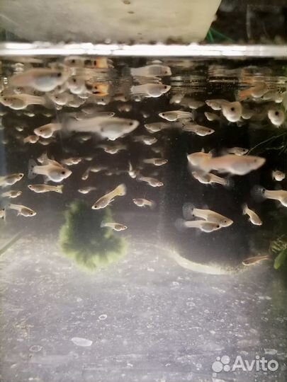 Аквариумные рыбки собственного разведения