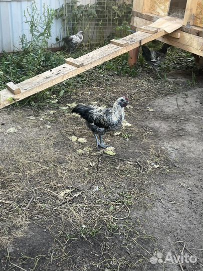 Петухи лакеданзи