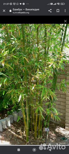 Бамбук садовый