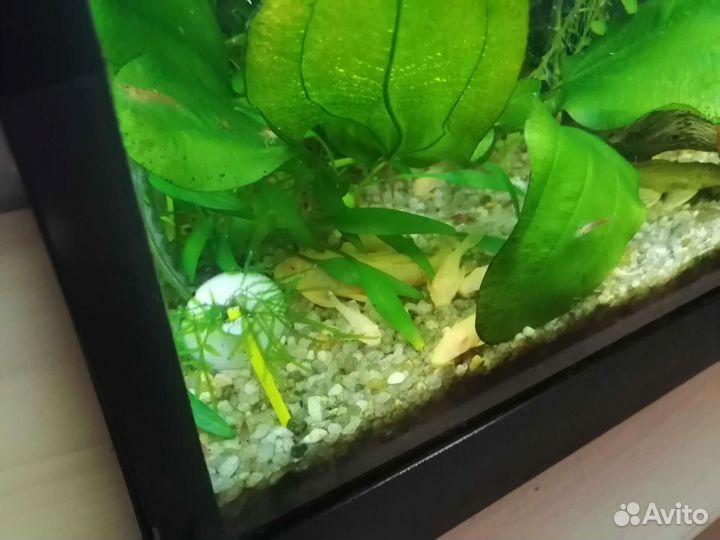 Сомик анциструс (аквариумные рыбки)