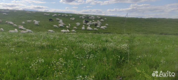 Зааненские козы дойные