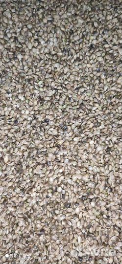 Семена конопли