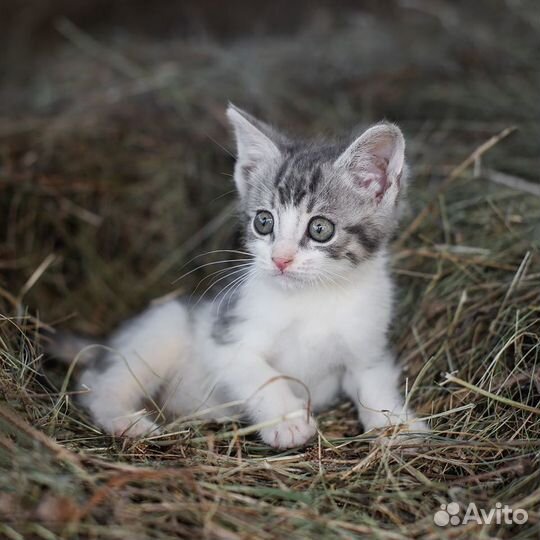 Котенок в добрые руки