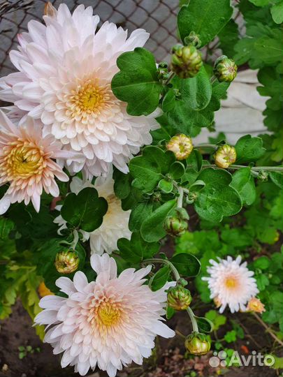 Хризантема