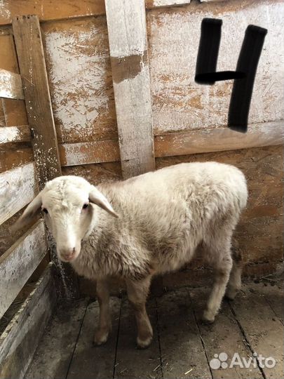 Овцы бараны ягнята дорпер