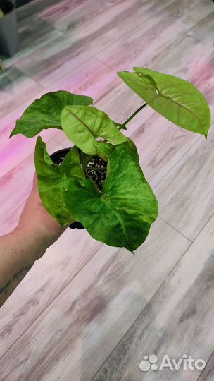 Сингониумы сортовые 3