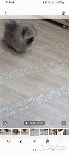 Настоящий мини мишка