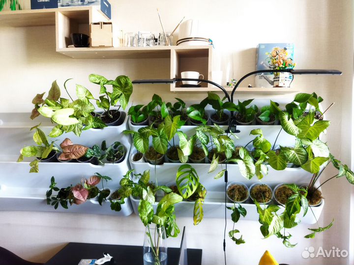 Сингониумы обмен/продажа