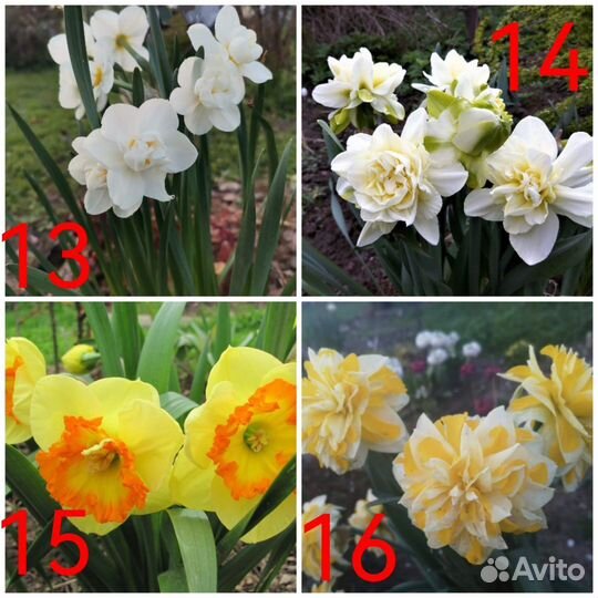 Нарциссы
