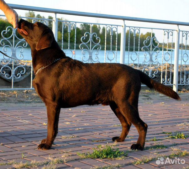 Щенки лабрадора