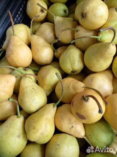 Груши