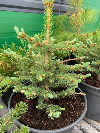 Саженцы хвойных: Туи, Ели, Можжевельник