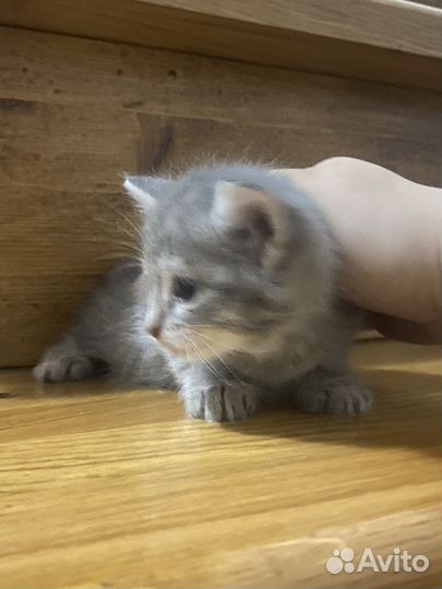 3 котенка в добрые руки