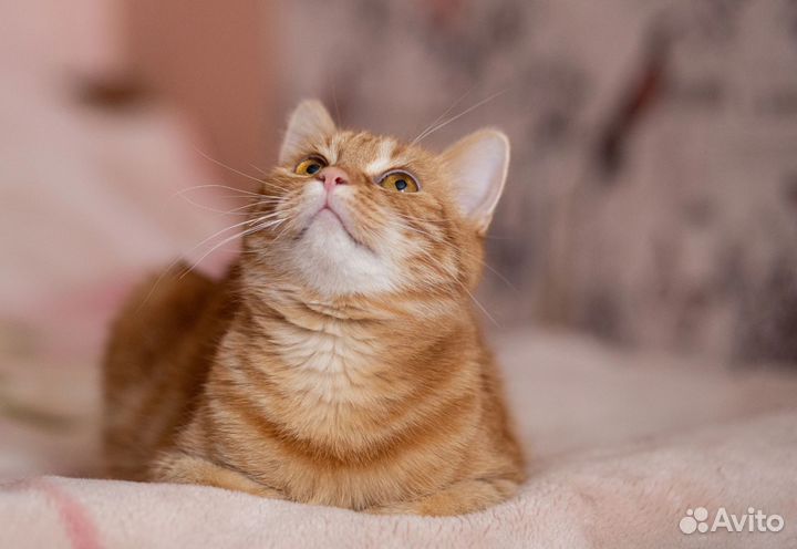 Кошка Мила