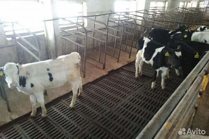 Холмогоры Голштины Бычки Тёлки