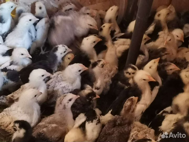 Молодые петушки и курочки