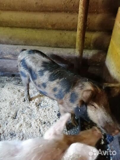 Хряк на племя