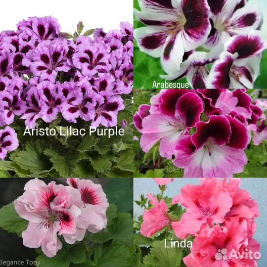 Комнатные растения цветы