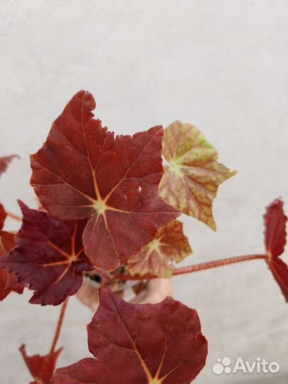 Бегония Solar flare