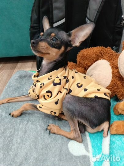 Собака мини той-терьер