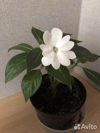 Бальзамины сортовые