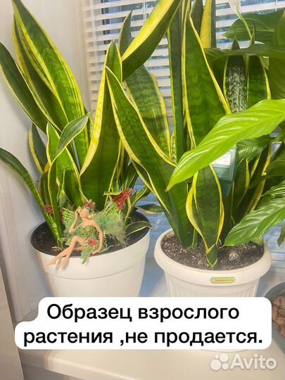 Сансевиерия