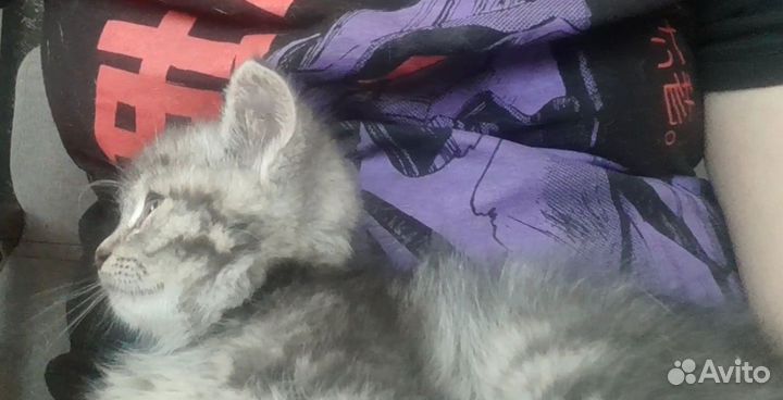 Котёнок британец метис