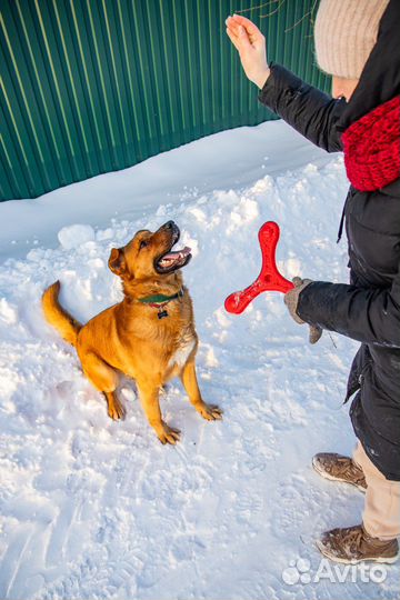 Собака в добрые руки отдам бесплатно