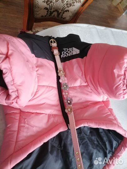 Курточка для красавицы средней породы