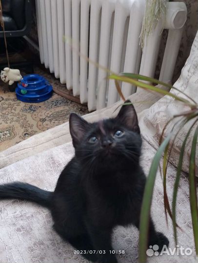 Чёрный котик 2 месяца