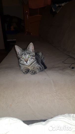 Кошка