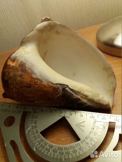 Морские раковины