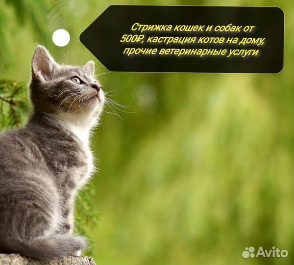 Стрижка кошек и собак
