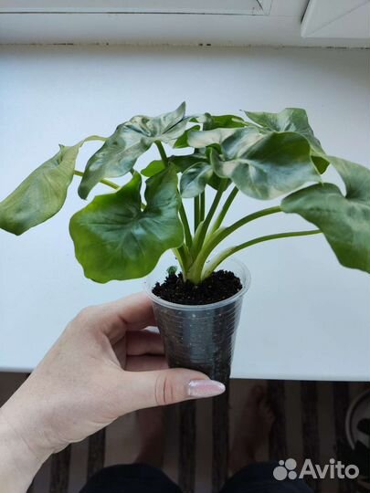 Комнатные цветы отростки