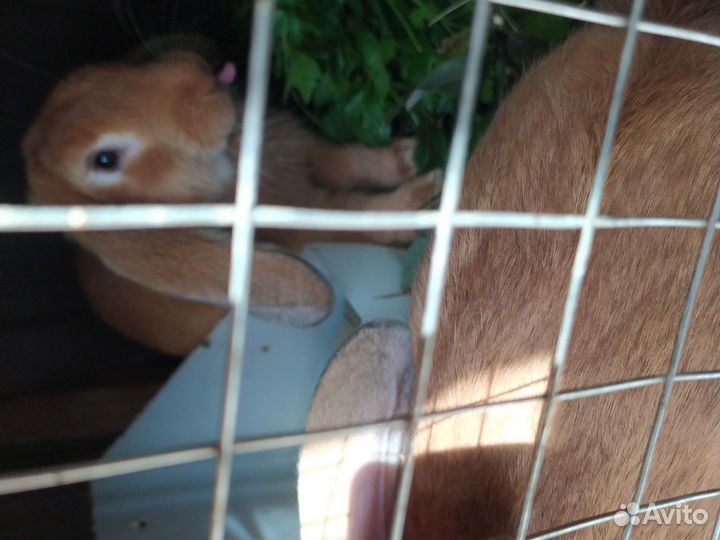 Кролики мясных пород