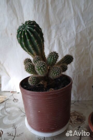 Кактус эхинопсис