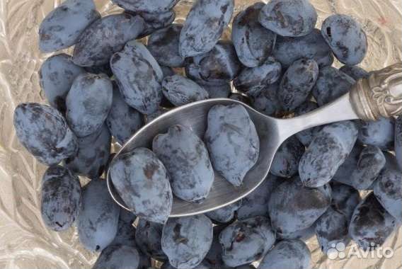 Саженцы жимолости канадской