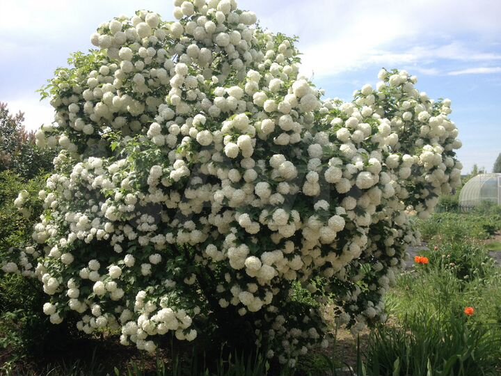 Дом 45 м² на участке 8,4 сот.