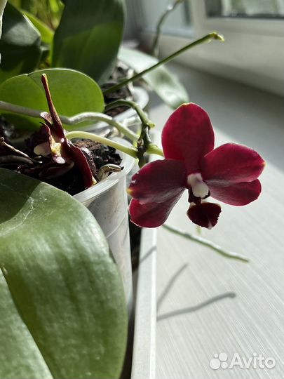 Орхидея фаленопсис детка